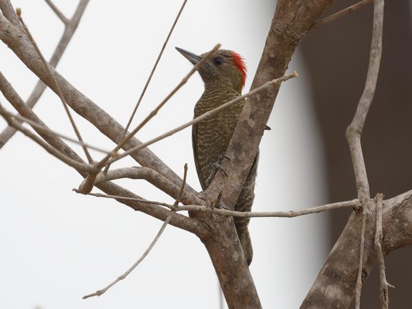 Musspecht (Veniliornis passerinus)